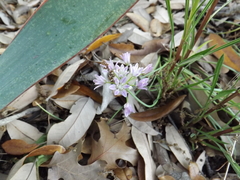 Allium drummondii