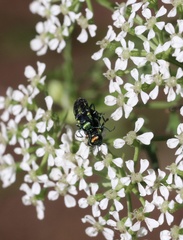 Bilyaxia concinna