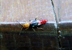 Carphurus fasciculatus
