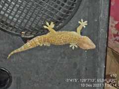 Gekko gecko