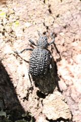 Aegorhinus superciliosus