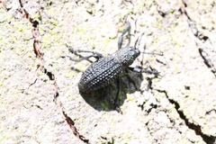 Aegorhinus superciliosus