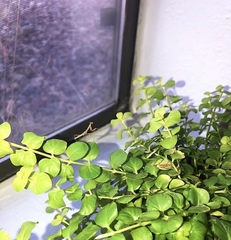 Stagmomantis carolina