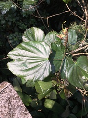 Bauhinia macranthera