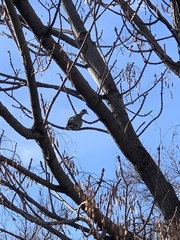 Streptopelia decaocto