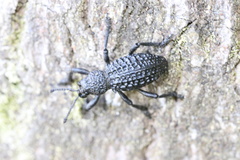 Aegorhinus superciliosus