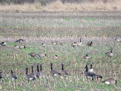Branta canadensis occidentalis