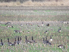 Branta canadensis occidentalis