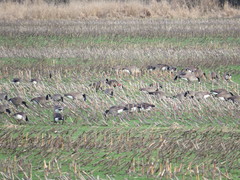 Branta canadensis occidentalis