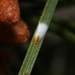 Chionaspis pinifoliae - Photo (c) James Bailey, algunos derechos reservados (CC BY-NC), subido por James Bailey