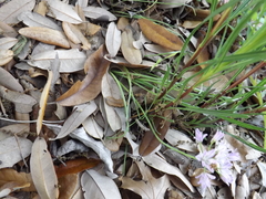 Allium drummondii