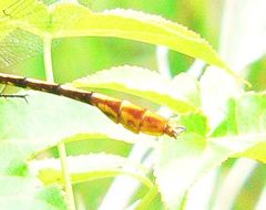 Dromogomphus armatus