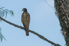 Rupornis magnirostris