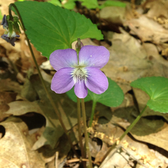 Viola sagittata