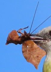 Fountainea glycerium venezuelana