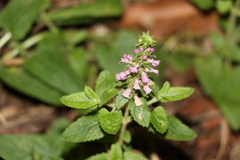 Teucrium argutum