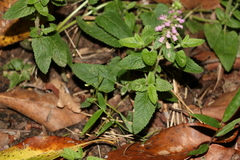 Teucrium argutum