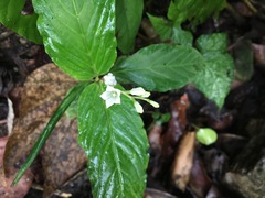 Spigelia humboldtiana