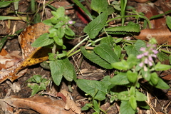 Teucrium argutum