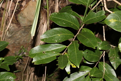 Celastrus subspicatus