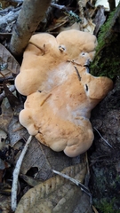 Hydnum olympicum