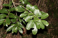 Celastrus subspicatus