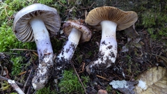 Cortinarius cylindripes