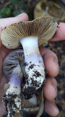 Cortinarius cylindripes