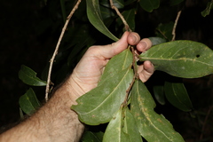 Celastrus subspicatus