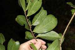 Celastrus subspicatus