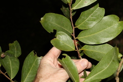 Celastrus subspicatus