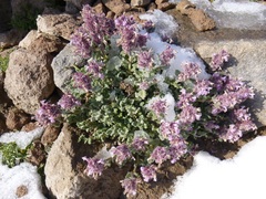 Dracocephalum aucheri