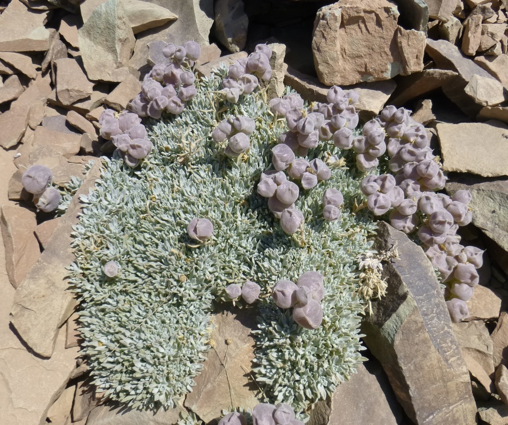 Physoptychis