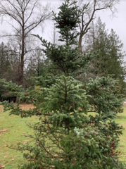 Abies amabilis
