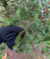 Abies amabilis