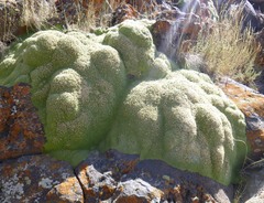 Gypsophila aretioides