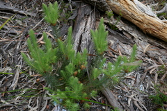Stenanthera pinifolia