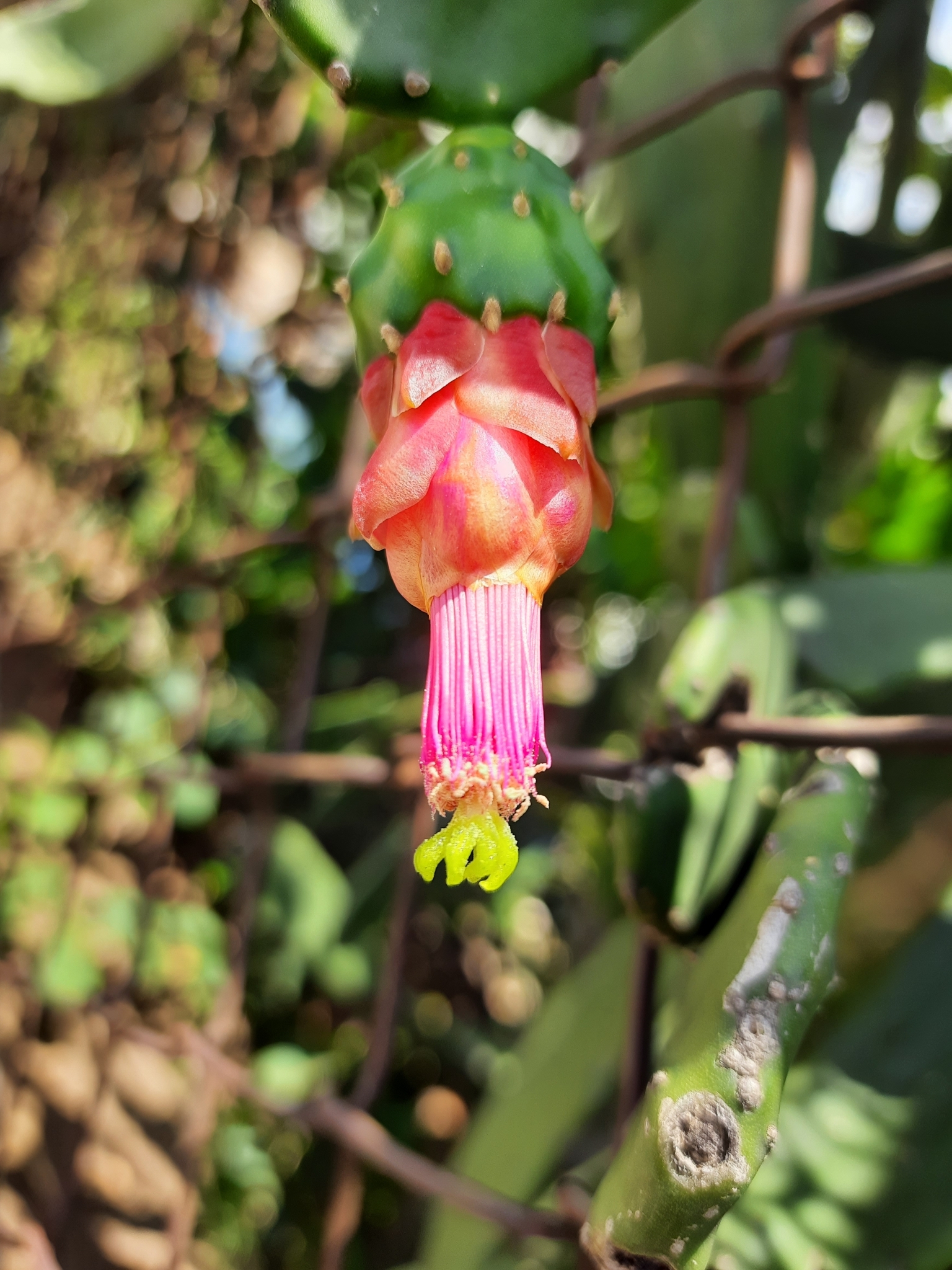 Opuntia cochenillifera