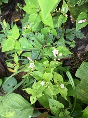 Spigelia humboldtiana