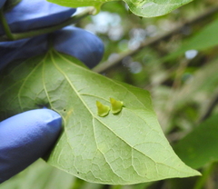 Celticecis spiniformis