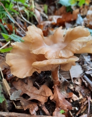 Fungi