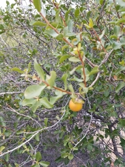 Diospyros intricata