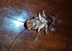 Periplaneta americana