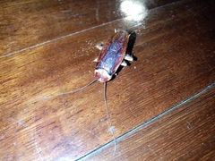 Periplaneta americana