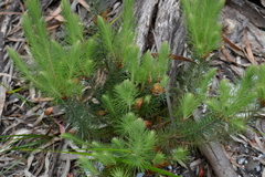 Stenanthera pinifolia