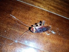 Periplaneta americana