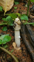 Phallus granulosodenticulatus