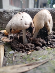 Psathyrellaceae