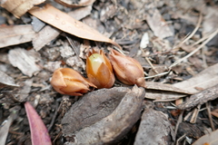 Stenanthera pinifolia