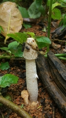 Phallus granulosodenticulatus